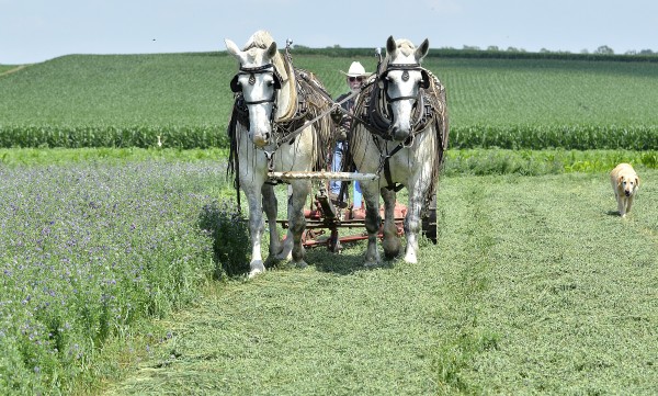 A Day In The Hayfields